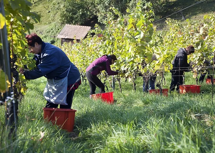 Weingut Tauss Leutschach